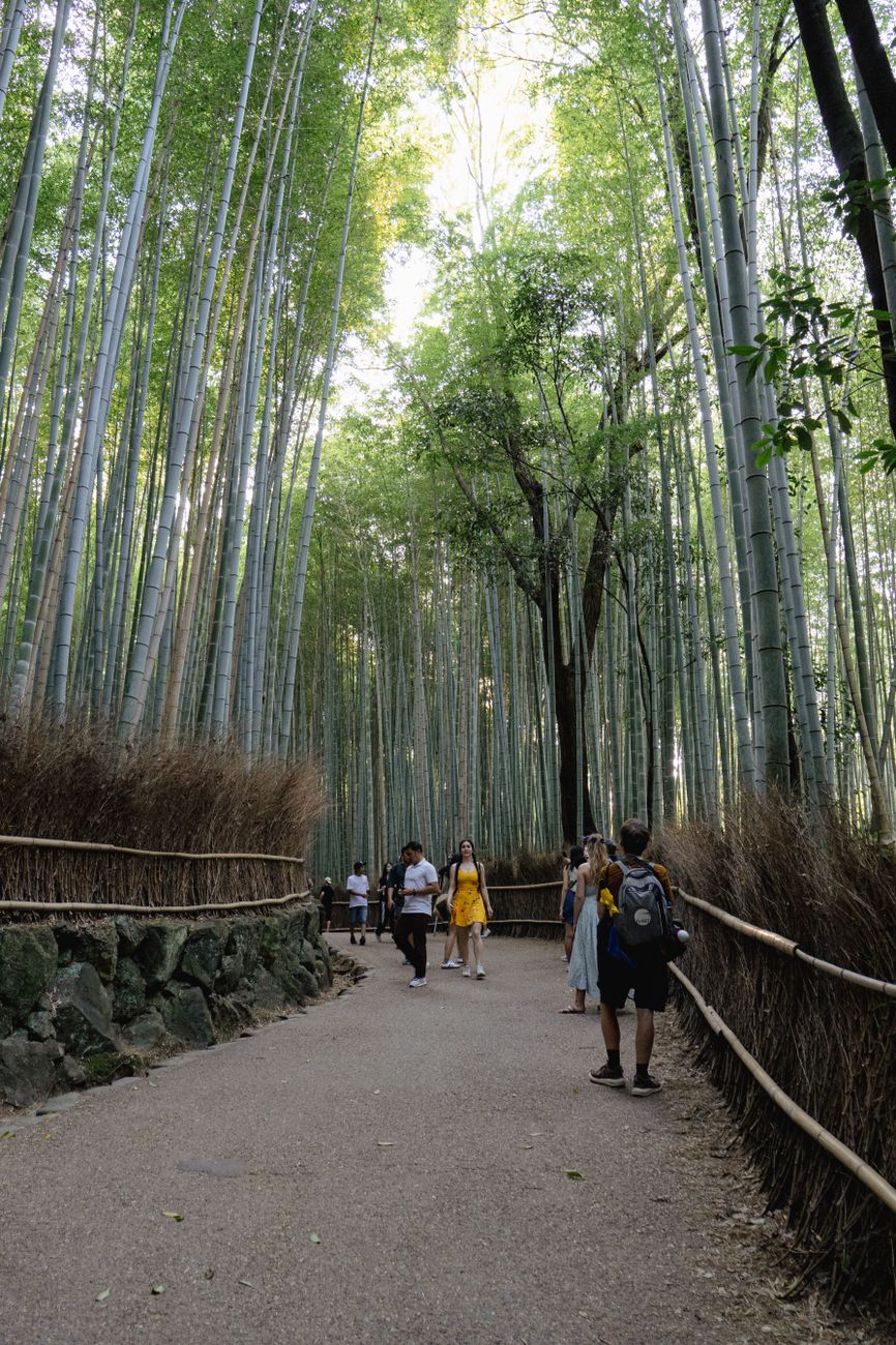 Kyoto Bamboo Forest